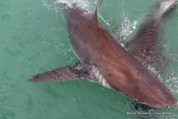 Bronze whaler sharks, Gansbaai, South Africa
